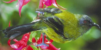 male bellbird