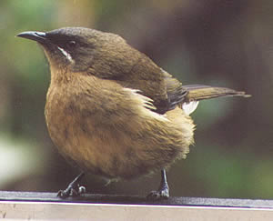 female bellbird